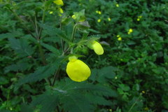 Calceolaria mexicana